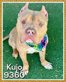 KUJO -  American Bully Dog for Adoption in Marietta, Georgia - KUJO | PetCurious