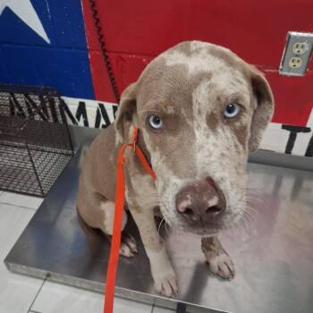 Catahoula Leopard Dog Dogs Available for Adoption in Lufkin, Texas - Kolby | PetCurious