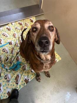 Plott Hound Dogs Available for Adoption in South Lake Tahoe, California - HANK | PetCurious