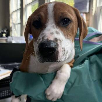 Rescue Mixed Breed Dogs for Adoption in Huntington, West Virginia - Sonne | PetCurious