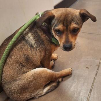 Francis -  Chihuahua and Dachshund Dog for Adoption in Flagstaff, Arizona - Francis | PetCurious