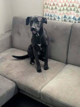 Mabel -  Labrador Retriever Dog for Adoption in Statesville, North Carolina - Mabel | PetCurious