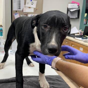 Thor -  Pit Bull Terrier Dog for Adoption in Starkville, Mississippi - Thor | PetCurious