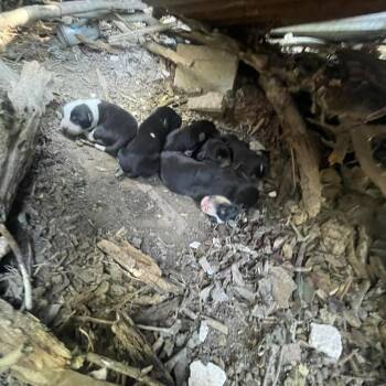 Border Collie and Labrador Retriever Dogs Available for Adoption - Briony | PetCurious