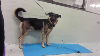 German Shepherd Dog and Mixed Breed Dogs Available for Adoption - RAY | PetCurious