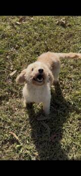Midge -  Bichon Frise and Miniature Poodle Dog for Adoption in Hartwell, Georgia - Midge | PetCurious
