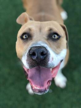 Kora -  Pit Bull Terrier Dog for Adoption in Salinas, California - Kora | PetCurious