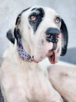 Rescue Great Dane Dogs for Adoption in Tehachapi, California - Justice | PetCurious