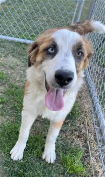 Rescue Australian Shepherd Dogs for Adoption in Las Vegas, Nevada - Stacy | PetCurious