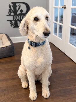 Remi -  Goldendoodle and Golden Retriever Dog for Adoption - Remi | PetCurious