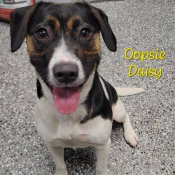 Oopsie Daisy -  Beagle and Mixed Breed Dog for Adoption in Parkersburg, West Virginia - Oopsie Daisy | PetCurious