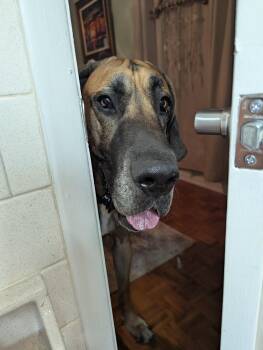 Rickey -  Great Dane Dog for Adoption in Pensacola, Florida - Rickey | PetCurious