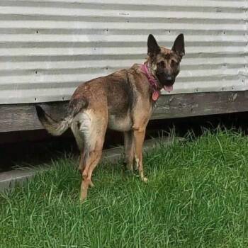 Zara -  German Shepherd Dog and Mixed Breed Dog for Adoption in Christiansburg, Virginia - Zara | PetCurious