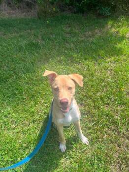 Reed -  Terrier Dog for Adoption in Candler, North Carolina - Reed | PetCurious