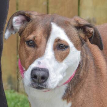Dorothy May -  Pointer and American Staffordshire Terrier Dog for Adoption in Huntley, Illinois - Dorothy May | PetCurious