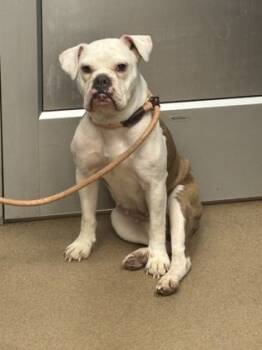 Rescue Mixed Breed Dogs for Adoption in Chamblee, Georgia - Ricotta | PetCurious