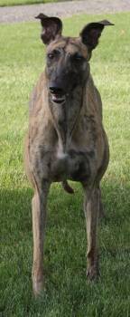 Sierra -  Greyhound Dog for Adoption in Goshen, Indiana - Sierra | PetCurious