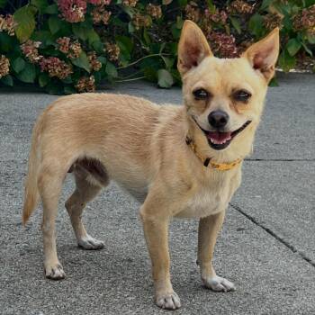 Waldo -  Chihuahua Dog for Adoption in Lafayette, California - Waldo | PetCurious