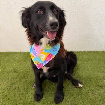 Maggie -  Border Collie Dog for Adoption in San Diego, California - Maggie | PetCurious