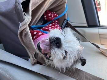 Rescue Shih Tzu Dogs for Adoption in Roy, Utah - Anne | PetCurious