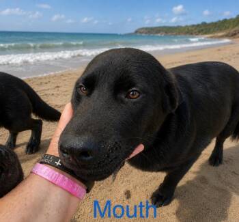 Labrador Retriever Dogs Available for Adoption in Zimmerman, Minnesota - Mouth | PetCurious
