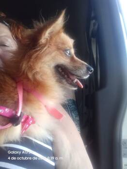 Canela -  Pomeranian Dog for Adoption in Jenkintown, Pennsylvania - Canela | PetCurious