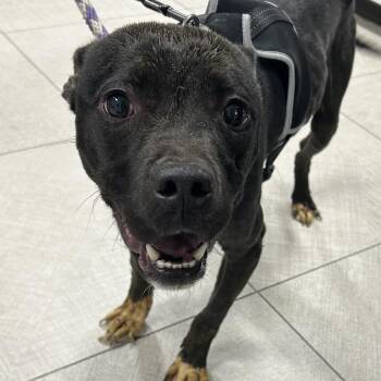 Murphy -  Mixed Breed Dog for Adoption in Newark, New Jersey - Murphy | PetCurious