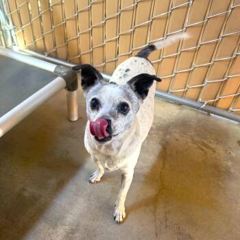 SALLY -  Chihuahua Dog for Adoption in Joshua Tree, California - SALLY | PetCurious