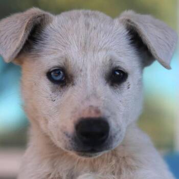 Labrador Retriever Dogs Available for Adoption - Blanca | PetCurious