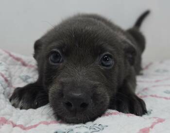 Australian Kelpie and Terrier Dogs Available for Adoption in New York, New York - Gato Del Sol | PetCurious