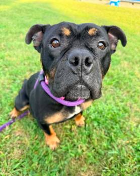 Olive -  English Bulldog Dog for Adoption in Dillsburg, Pennsylvania - Olive | PetCurious