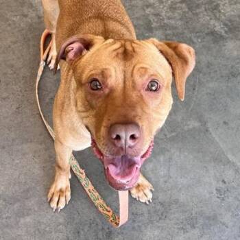 Linda -  Mixed Breed Dog for Adoption in Pittsburgh, Pennsylvania - Linda | PetCurious