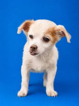 DARLING -  Mixed Breed Dog for Adoption in Jacksonville, Florida - DARLING | PetCurious