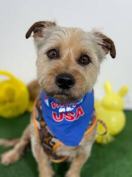 Havanese and Border Terrier Dogs Available for Adoption in Carlsbad, California - Benito | PetCurious