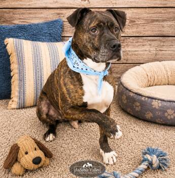 Meatball -  Mixed Breed Dog for Adoption in Grayling, Michigan - Meatball | PetCurious