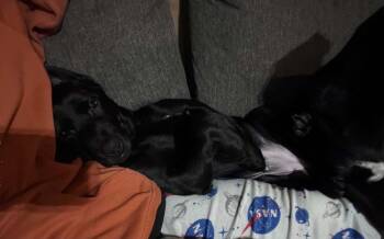 Tot -  Labrador Retriever Dog for Adoption in Mauston, Wisconsin - Tot | PetCurious