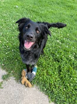 Polaris -  Australian Cattle Dog Blue Heeler Dog for Adoption in Grand Rapids, Michigan - Polaris | PetCurious