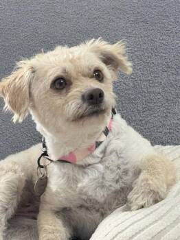 Chloe -  Spaniel and Terrier Dog for Adoption in Seattle, Washington - Chloe | PetCurious