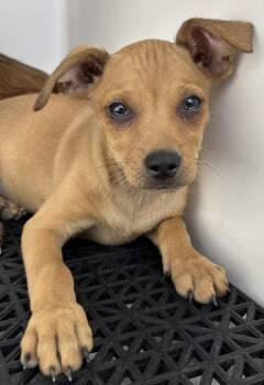 61571646 -  Mixed Breed Dog for Adoption in El Paso, Texas - 61571646 | PetCurious