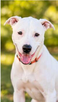 Mason -  Pit Bull Terrier Dog for Adoption in Pottsboro, Texas - Mason | PetCurious