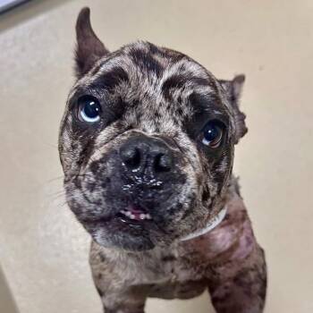 French Bulldog Dogs Available for Adoption in Walnut Creek, California - Etta James | PetCurious