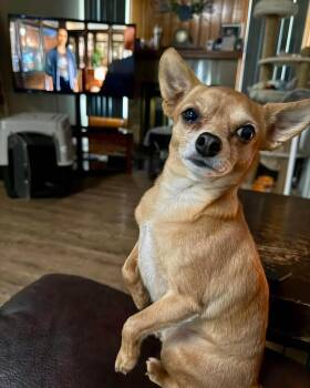 Howie -  Chihuahua Dog for Adoption in Lethbridge, Alberta - Howie | PetCurious