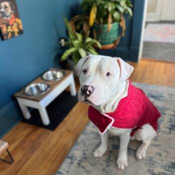 Rescue Pit Bull Terrier Dogs for Adoption in York, Pennsylvania - Barrett | PetCurious