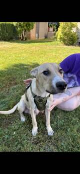 Cinnamon -  German Shepherd Dog and Husky Dog for Adoption in Vancouver, Washington - Cinnamon | PetCurious