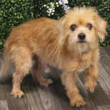Norfolk Terrier Dogs Available for Adoption - Benju | PetCurious