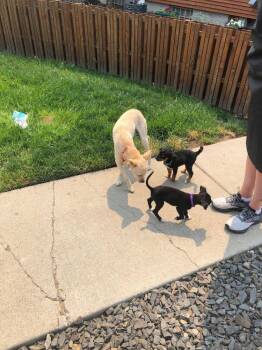 AC -  Mixed Breed Dog for Adoption in Spokane, Washington - AC | PetCurious
