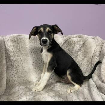Rhinestone in NH. Come Meet our Adoptable Dogs Wednesday-Saturda -  Australian Shepherd Dog for Adoption in Manchester, New Hampshire - Rhinestone In NH. Come Meet Our Adoptable Dogs Wednesday-Saturda | PetCurious