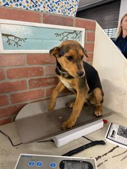 Catahoula Leopard Dog and Mixed Breed Dogs Available for Adoption in Houston, Texas - A2068120 | PetCurious