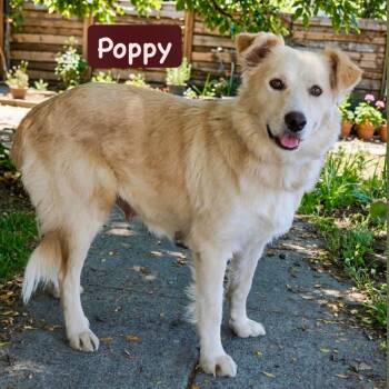 JALAPENO POPPER -  Retriever and Mixed Breed Dog for Adoption in Richmond, California - JALAPENO POPPER | PetCurious