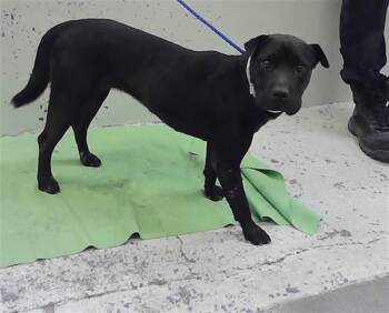HARI REY -  Shar Pei and Mixed Breed Dog for Adoption in Houston, Texas - HARI REY | PetCurious